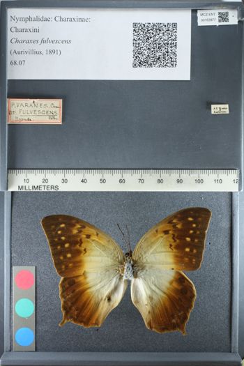 Media type: image;   Entomology 163977